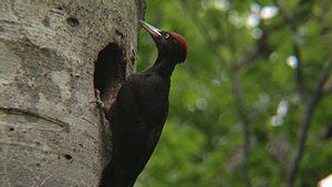 野鳥の生態観察